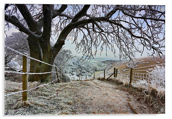 Butser Hill Hoar Frost Tree Acrylic by Ashley Chaplin
