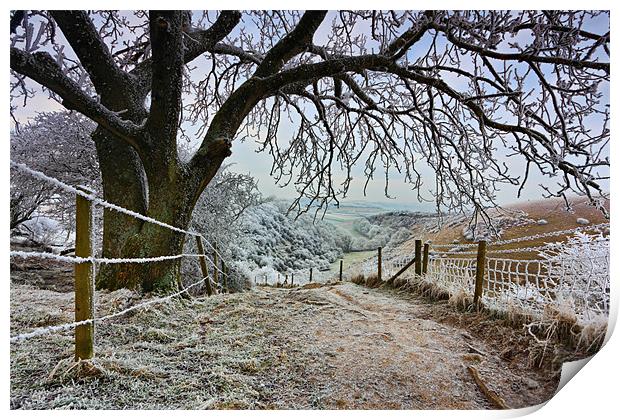 Butser Hill Hoar Frost Tree Print by Ashley Chaplin