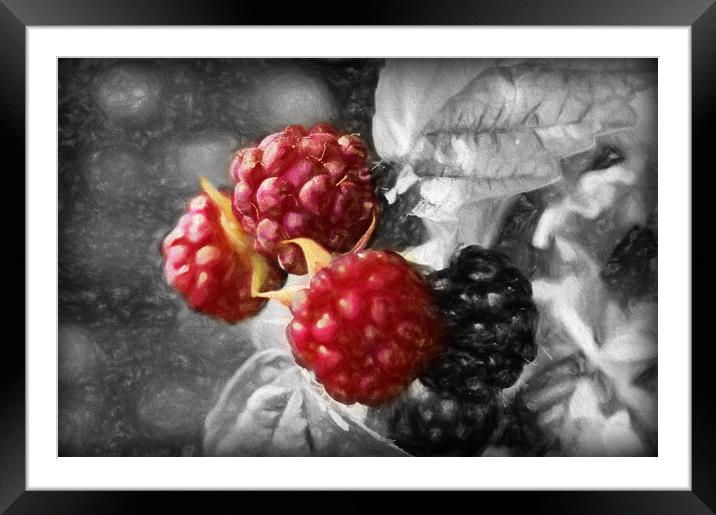 luscious raspberries Framed Mounted Print by sue davies