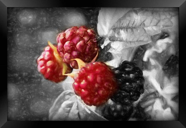 luscious raspberries Framed Print by sue davies