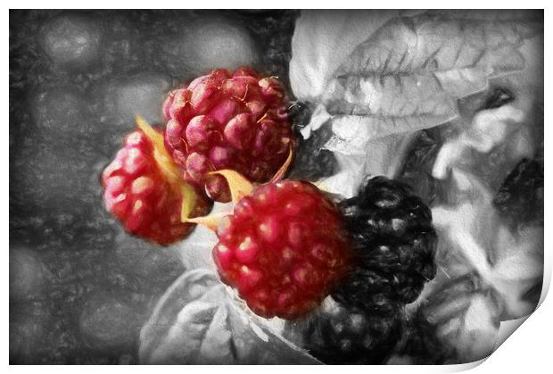 luscious raspberries Print by sue davies