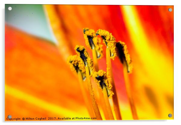 Floral Matchsticks Acrylic by Milton Cogheil