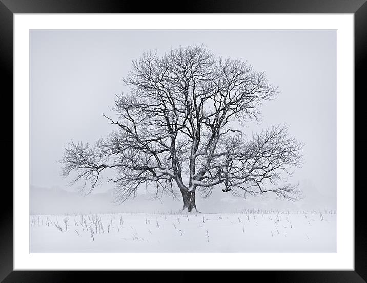 Snow Tree Framed Mounted Print by Ashley Chaplin