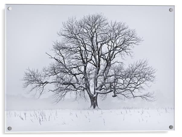 Snow Tree Acrylic by Ashley Chaplin