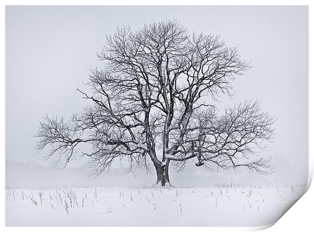 Snow Tree Print by Ashley Chaplin