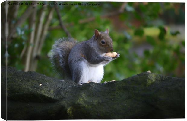 Grey Squirrel in the woods Canvas Print by Derrick Fox Lomax