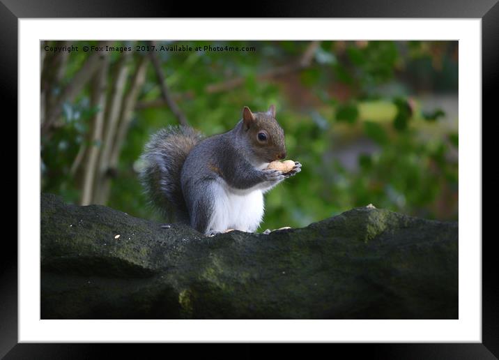 Grey Squirrel in the woods Framed Mounted Print by Derrick Fox Lomax