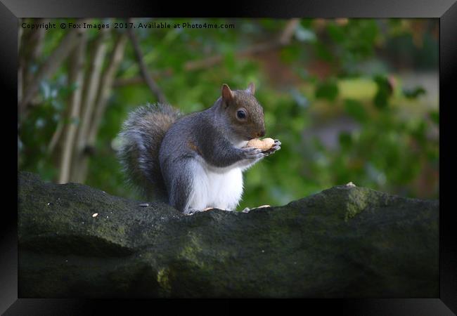 Grey Squirrel in the woods Framed Print by Derrick Fox Lomax