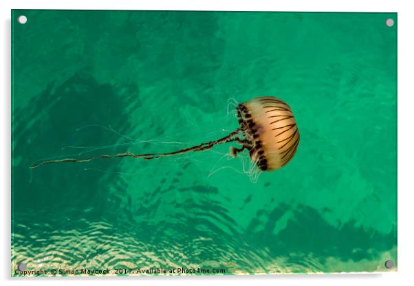 Jellyfish #1 Acrylic by Simon Maycock