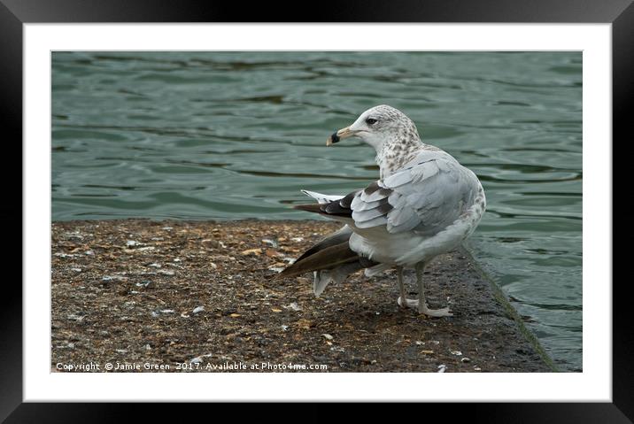 Ring-billed Gull Framed Mounted Print by Jamie Green