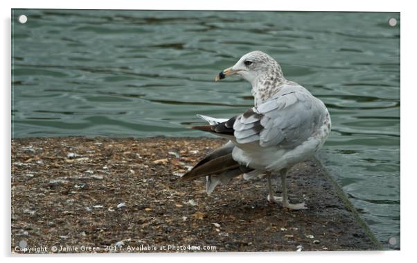 Ring-billed Gull Acrylic by Jamie Green