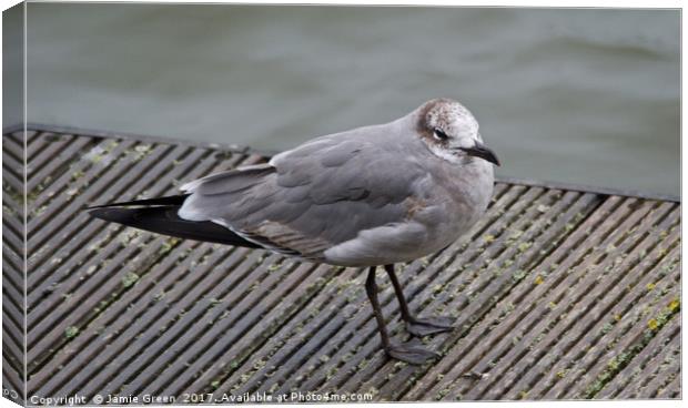 Laughing Gull Canvas Print by Jamie Green
