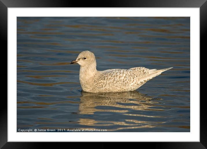 Iceland Gull Framed Mounted Print by Jamie Green