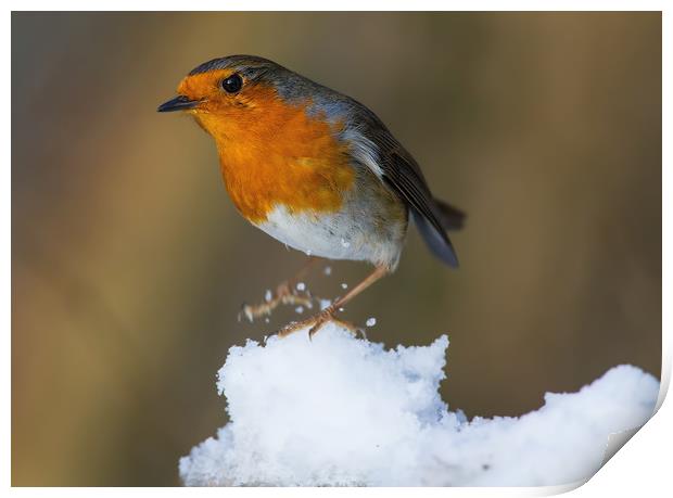 Robin Print by Don Davis