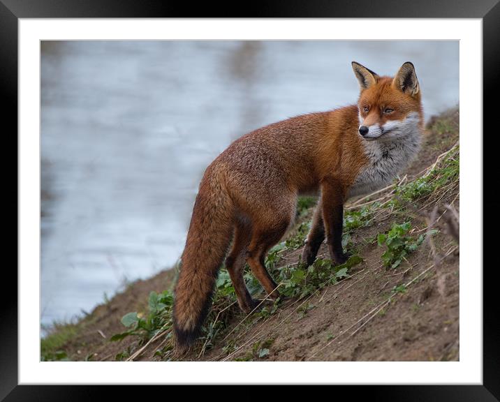Fox. Framed Mounted Print by Don Davis