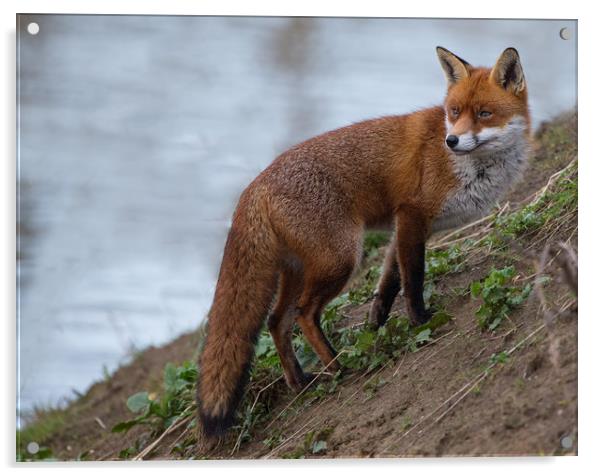 Fox. Acrylic by Don Davis