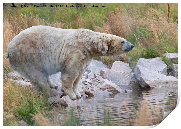 Polarbear on the rocks Print by Martin Kemp Wildlife