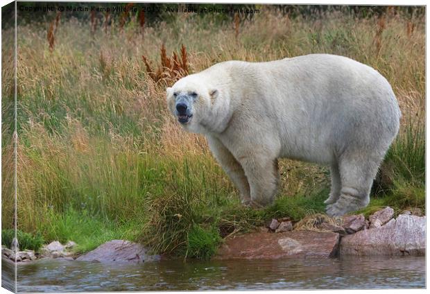 Male Polarbear Standing by the Lake Canvas Print by Martin Kemp Wildlife