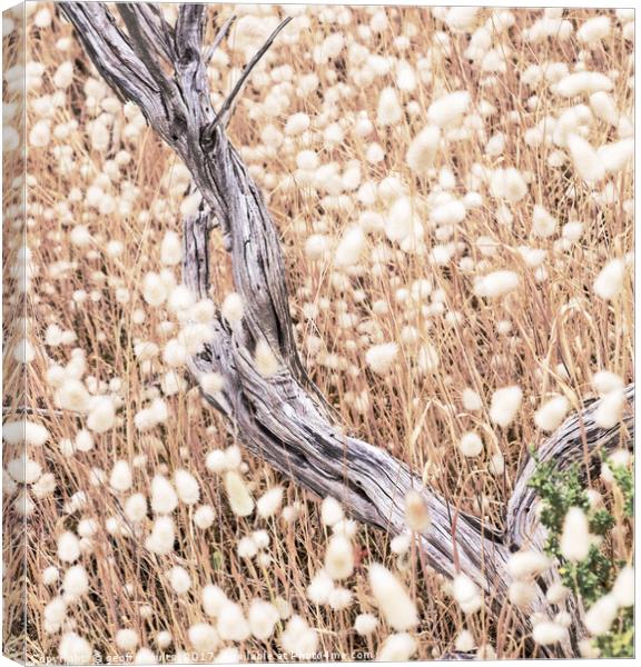 Summer grasses Canvas Print by geoff shoults