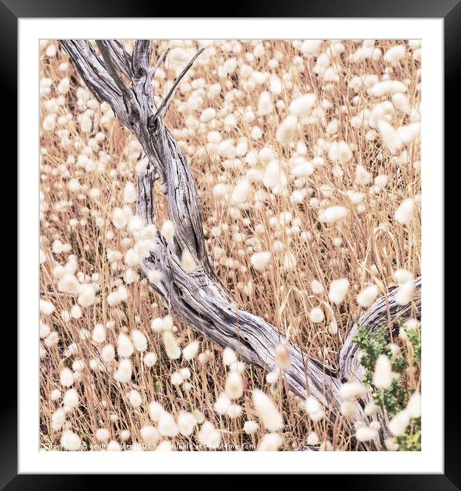 Summer grasses Framed Mounted Print by geoff shoults
