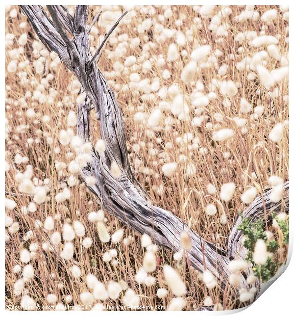 Summer grasses Print by geoff shoults