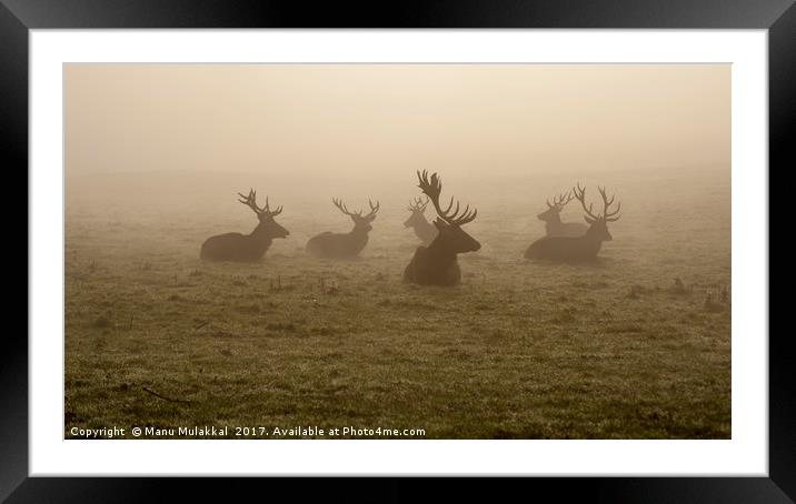 Deers on a foggy morning Framed Mounted Print by Manu Mulakkal