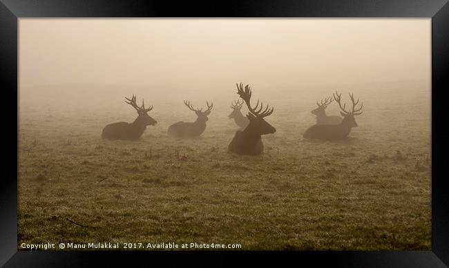 Deers on a foggy morning Framed Print by Manu Mulakkal