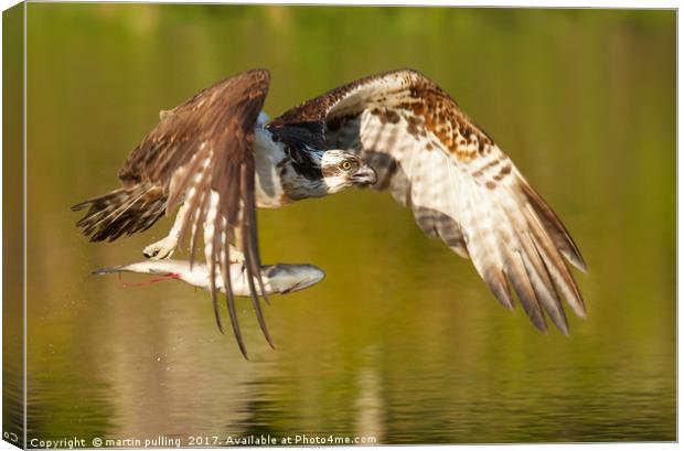 Osprey with fish Canvas Print by martin pulling
