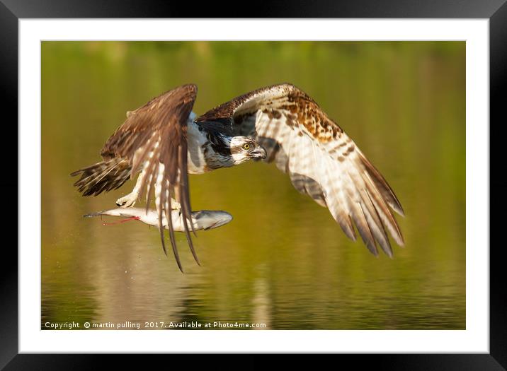 Osprey with fish Framed Mounted Print by martin pulling