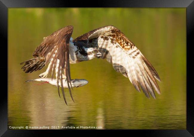 Osprey with fish Framed Print by martin pulling