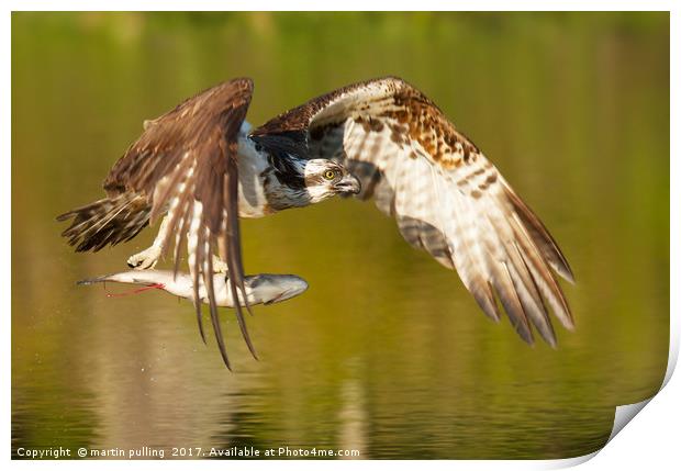 Osprey with fish Print by martin pulling
