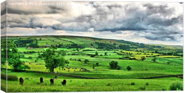 Yorkshires Grazing land  Canvas Print by Marie Castagnoli