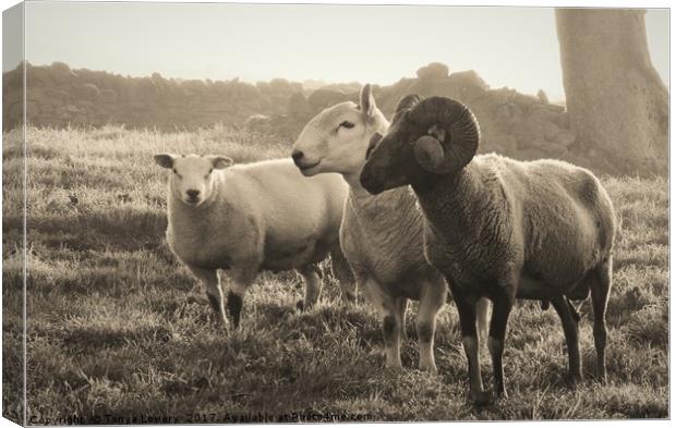 Three wise Rams Canvas Print by Tanya Lowery