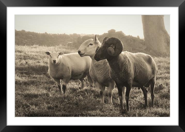 Three wise Rams Framed Mounted Print by Tanya Lowery