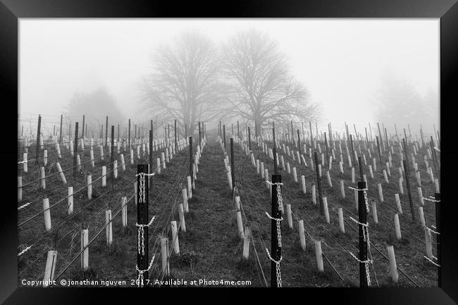 Young Vines BW Framed Print by jonathan nguyen