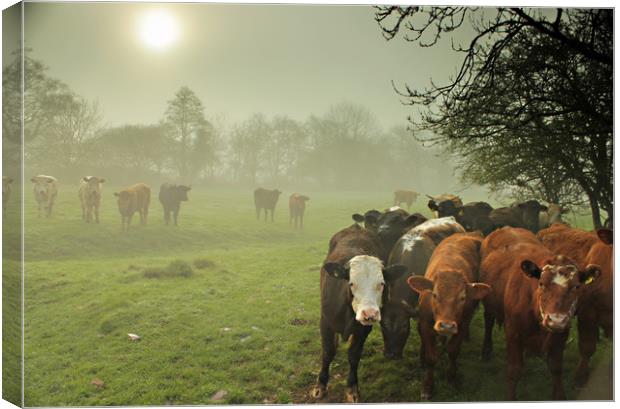  Cattle in The Mist Canvas Print by Dave Bell