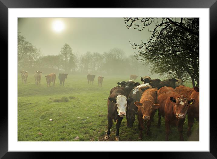  Cattle in The Mist Framed Mounted Print by Dave Bell