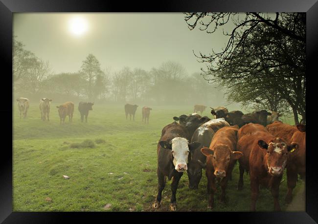  Cattle in The Mist Framed Print by Dave Bell