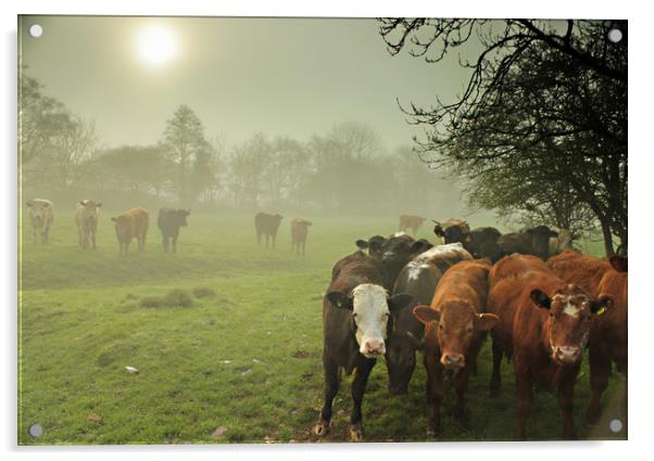  Cattle in The Mist Acrylic by Dave Bell