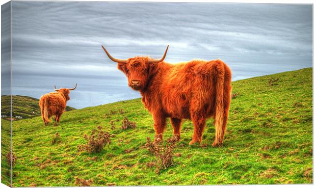 Highland cows of Cornwall Canvas Print by Rob Hawkins