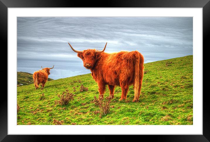 Highland cows of Cornwall Framed Mounted Print by Rob Hawkins