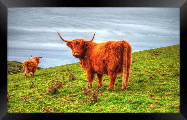 Highland cows of Cornwall Framed Print by Rob Hawkins