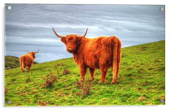Highland cows of Cornwall Acrylic by Rob Hawkins