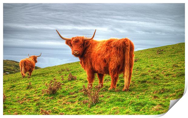 Highland cows of Cornwall Print by Rob Hawkins