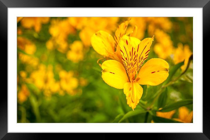 Pretty Peruvian Lily Framed Mounted Print by Naylor's Photography