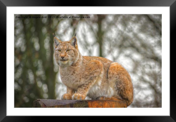 Lynx. Framed Mounted Print by Angela Aird