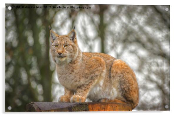 Lynx. Acrylic by Angela Aird