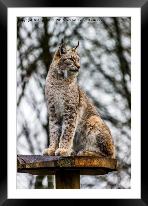 Standing Proud. Framed Mounted Print by Angela Aird