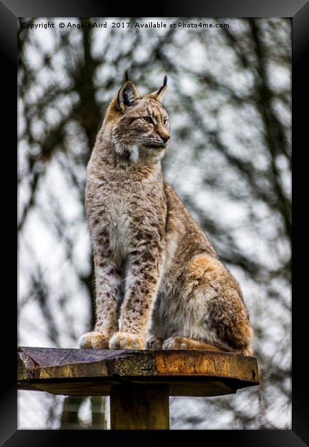 Standing Proud. Framed Print by Angela Aird