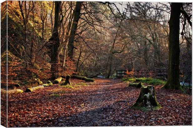 Woodland at Hardcastle Crags Canvas Print by David McCulloch
